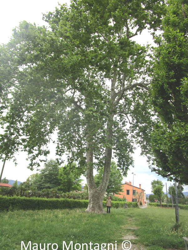 PIUVICA: PLATANO 2' IMMAGINE